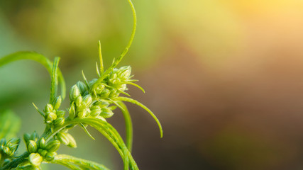 Beautiful background of green cannabis flowers Place for copy space. Concept breeding of marijuana, cannabis, legalization, herbal alternative medicine, CBD oil. Marijuana plants in outdoor sunshine