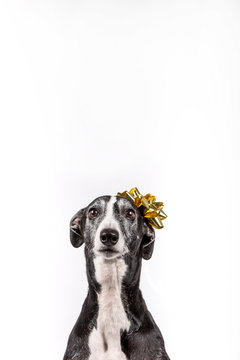 greyhound with christmas gift flower on the head on white background Conceptual image Copy space Christmas and New Year 2020 symbol. Christmas concept.