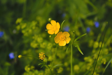 Yellow flowers close up in summer. Ranunculus acris.