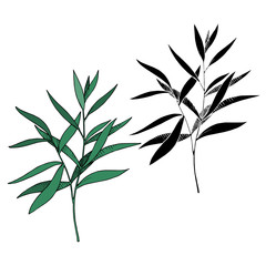Vector Eucalyptus leaves branch. Black and white engraved ink art. Isolated branches illustration element.