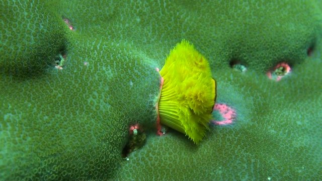  Christmas Tree Worms (Spirobranchus giganteus) Emerging from Their Tube - Philippines