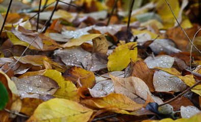 Macro View of Pile of Wet Golden and Brown Fall Leaves