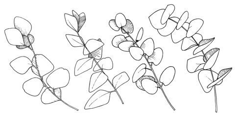 Vector Eucalyptus leaves branch. Black and white engraved ink art. Isolated branches illustration element.