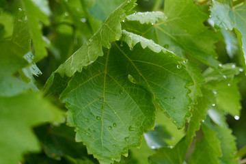 Beautiful vine leaves. In the light of the sun with a diffused background of nature.