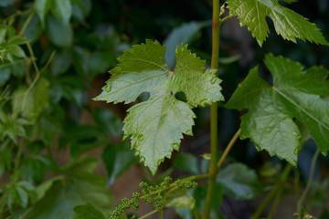 Beautiful vine leaves. In the light of the sun with a diffused background of nature.