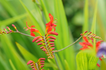 ヒメヒオウギスイセン