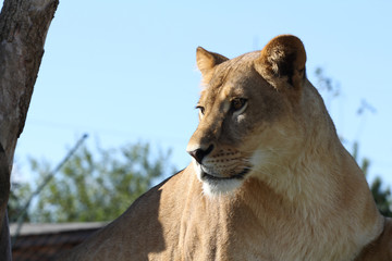 lion portrait of femal lion