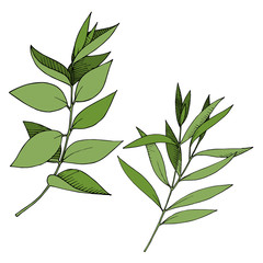 Vector Eucalyptus leaves branch. Black and white engraved ink art. Isolated branches illustration element.