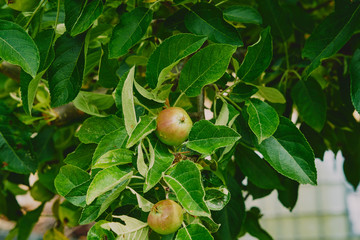 Ripe pears on a branch with leaves on the tree before harvesting