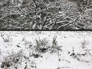 Winter snowy trees behind a railway embankment