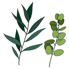 Vector Eucalyptus leaves branch. Black and white engraved ink art. Isolated branches illustration element.