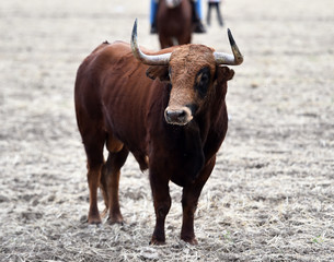 toro grande español