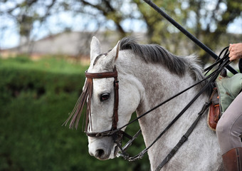 beautiful horse in spain