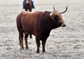 toro grande español