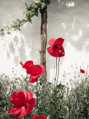Red Color Poppy flowers plants at field on summer. Petals, green leaves and stems with grass on background. Wild nature, flora and botanical landscape. Spring season. Opium wildflower. Remembrance day