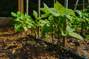 Planting of green beans in the orchard.Cultivation of organic vegetables for domestic use