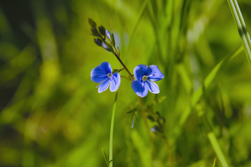 Blue flower in forest close-up. Spring wild flowers on natural blurred dark background , soft focus. Spring in forest