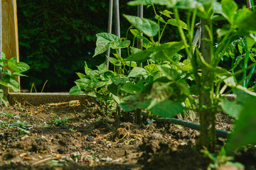 Planting of green beans in the orchard.Cultivation of organic vegetables for domestic use