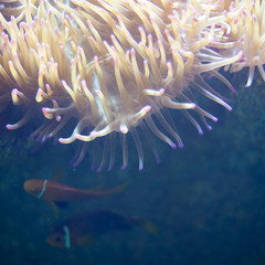 Naklejka na ściany i meble coral in aquarium