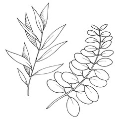 Vector Eucalyptus leaves branch. Black and white engraved ink art. Isolated branches illustration element.