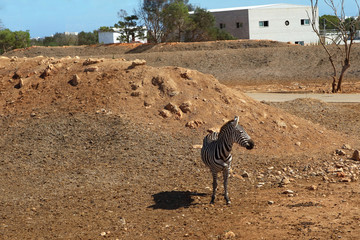 zebra in desert