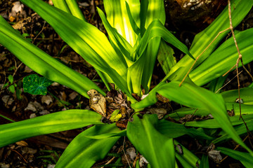 Fototapeta premium Much of the natural and man-made beauty you will see as you walk the trails of Sawgrass Lake Park.