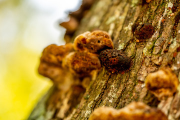 Much of the natural and man-made beauty you will see as you walk the trails of Sawgrass Lake Park.