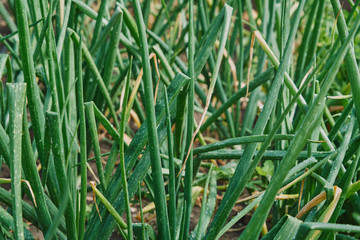 plantation of onions in the orchard.Cultivation of organic vegetables for domestic use.close-up of the onion plantation
