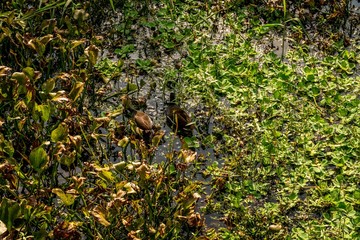 Some of the many animals you will see as you walk the trails of Sawgrass Lake Park in West Central Florida.