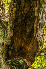 Much of the natural and man-made beauty you will see as you walk the trails of Sawgrass Lake Park.