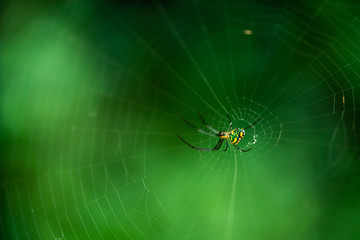 Amazing spiders and webs in Sawgrass Lake Park in St. Petersburg Florida.