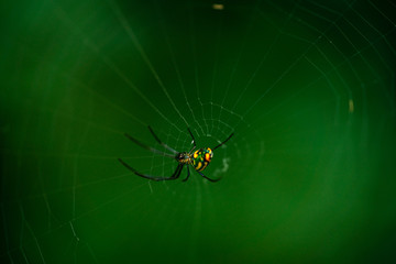Amazing spiders and webs in Sawgrass Lake Park in St. Petersburg Florida.