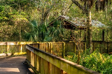 Much of the natural and man-made beauty you will see as you walk the trails of Sawgrass Lake Park.