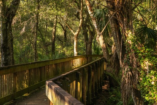 Much of the natural and man-made beauty you will see as you walk the trails of Sawgrass Lake Park.