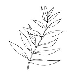 Vector Eucalyptus leaves branch. Black and white engraved ink art. Isolated branches illustration element.