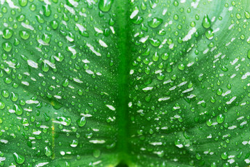 Close Up Green Calla Lily leaf with Rain Drops