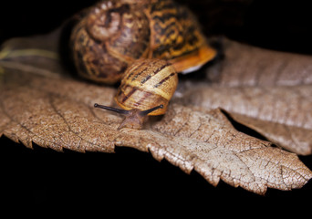 Big and small snails on a dry, beautiful bright colorful autumn leaf, close up shot