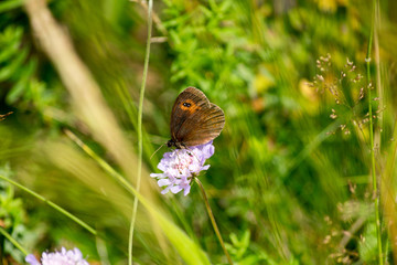 butterfly on a flower in a field