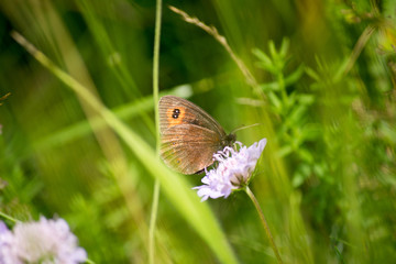 butterfly on a flower in a field