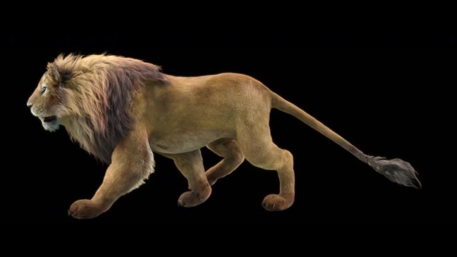 lion Zoo CG fur 3d rendering animal realistic CGI VFX Animation Loop composition 3d mapping cartoon Motion Background, (with Alpha Matte)