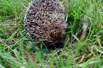 Photo of a hedgehog hiding in the grass