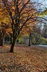 Fototapeta premium Horizontal View of Fallen Leaves and Trees with Mixed Color Foliage near Green Lake Seattle Washington