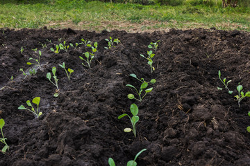 Spinach seedlings growing in a volunteer garden in South Africa