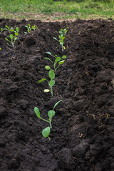 Spinach seedlings sprouting through the black dirt in a garden created by volunteers in South Africa. Vertical