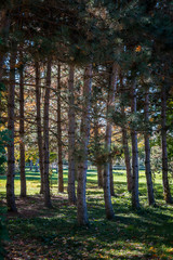 Obraz premium Pine forest and its shade in front of a sunny field