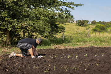Young man of mixed race, planting spinach in a garden while volunteering in South Africa.