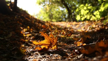 autumn leaves in forest