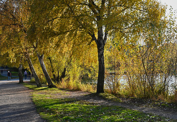 Golden Autumn Trees along Green Lake Side Path Seattle Washington
