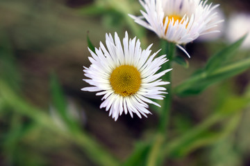 Beautiful flower with yellow center and white petals