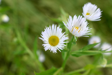 Obraz premium Summer flowers with yellow center and white petals.